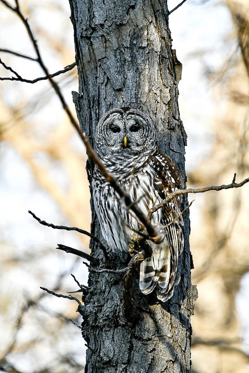 Barred Owl - ML647044297
