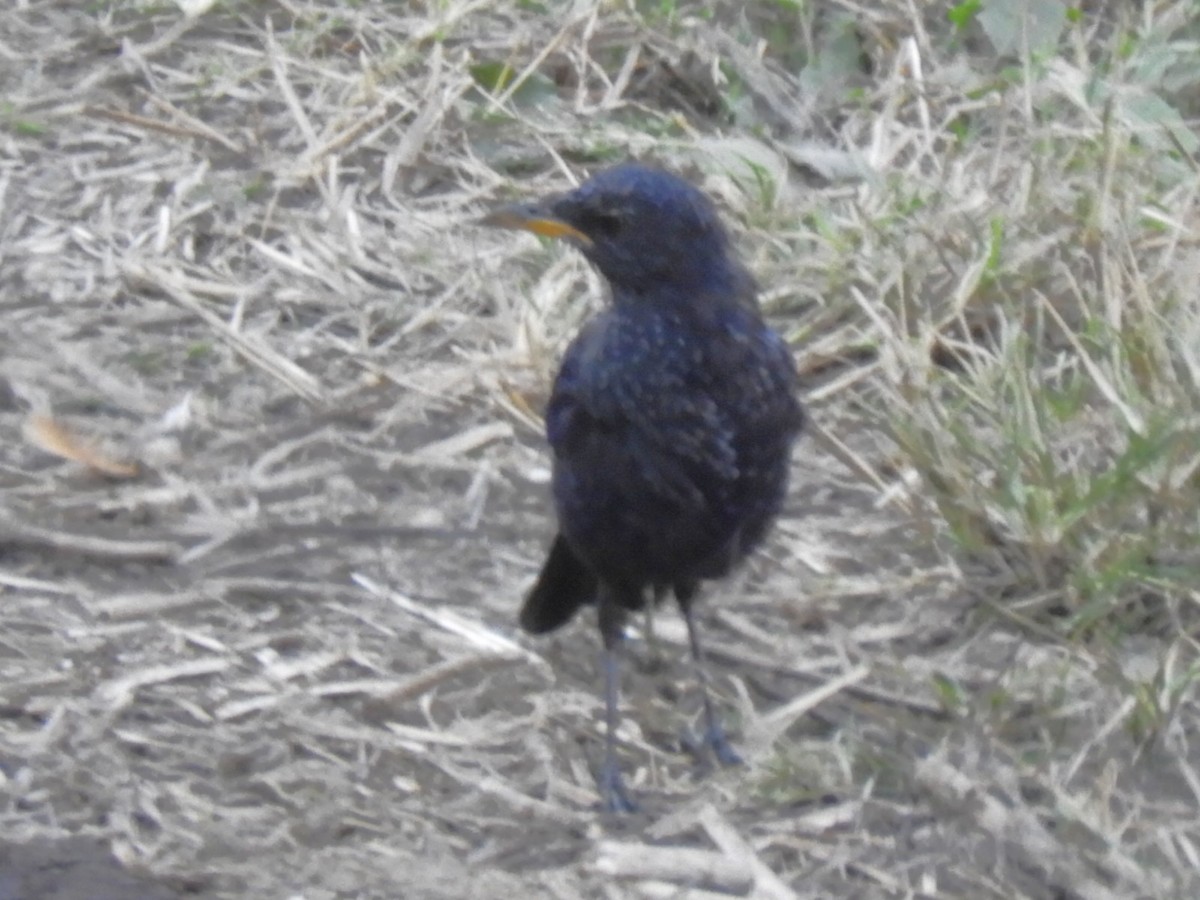 modravec siný - ML647044305