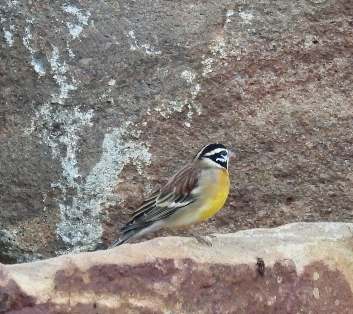 キンムネホオジロ - ML647044306