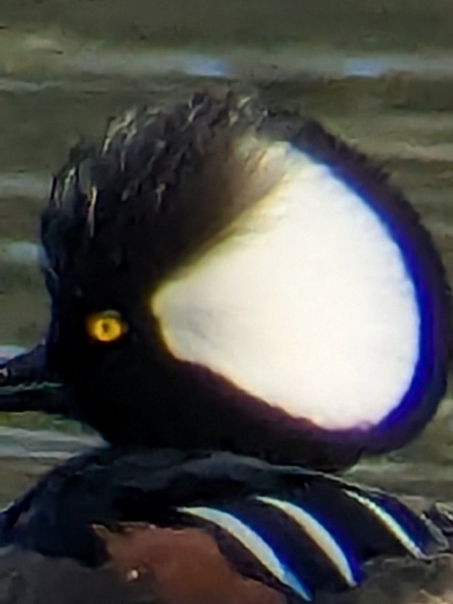 Hooded Merganser - ML647044307