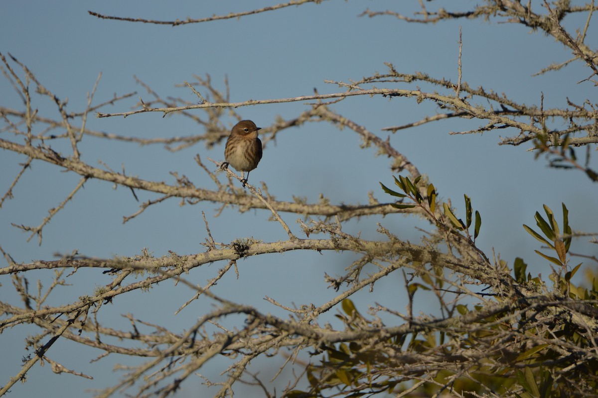 Yellow-rumped Warbler - ML647044308