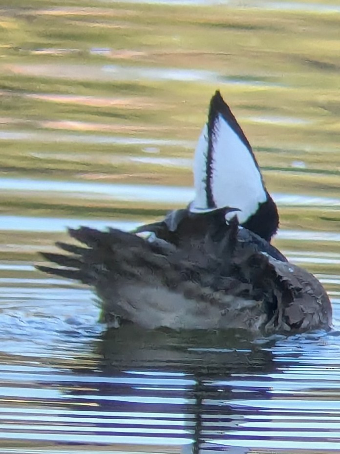 Hooded Merganser - ML647044309