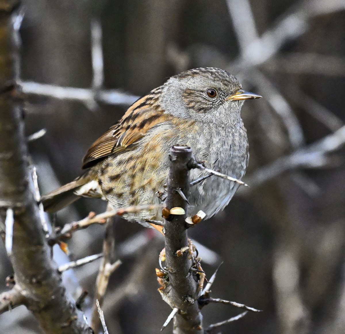 Accenteur mouchet - ML647044310