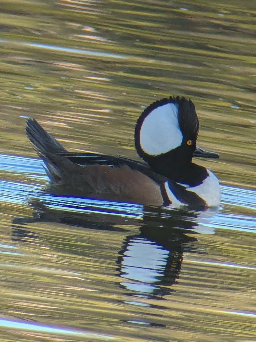 Hooded Merganser - ML647044312