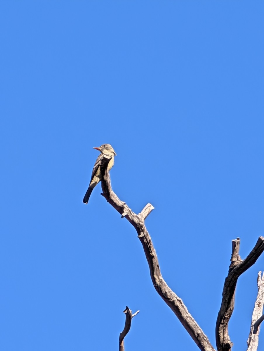 Greater Pewee - ML647044313