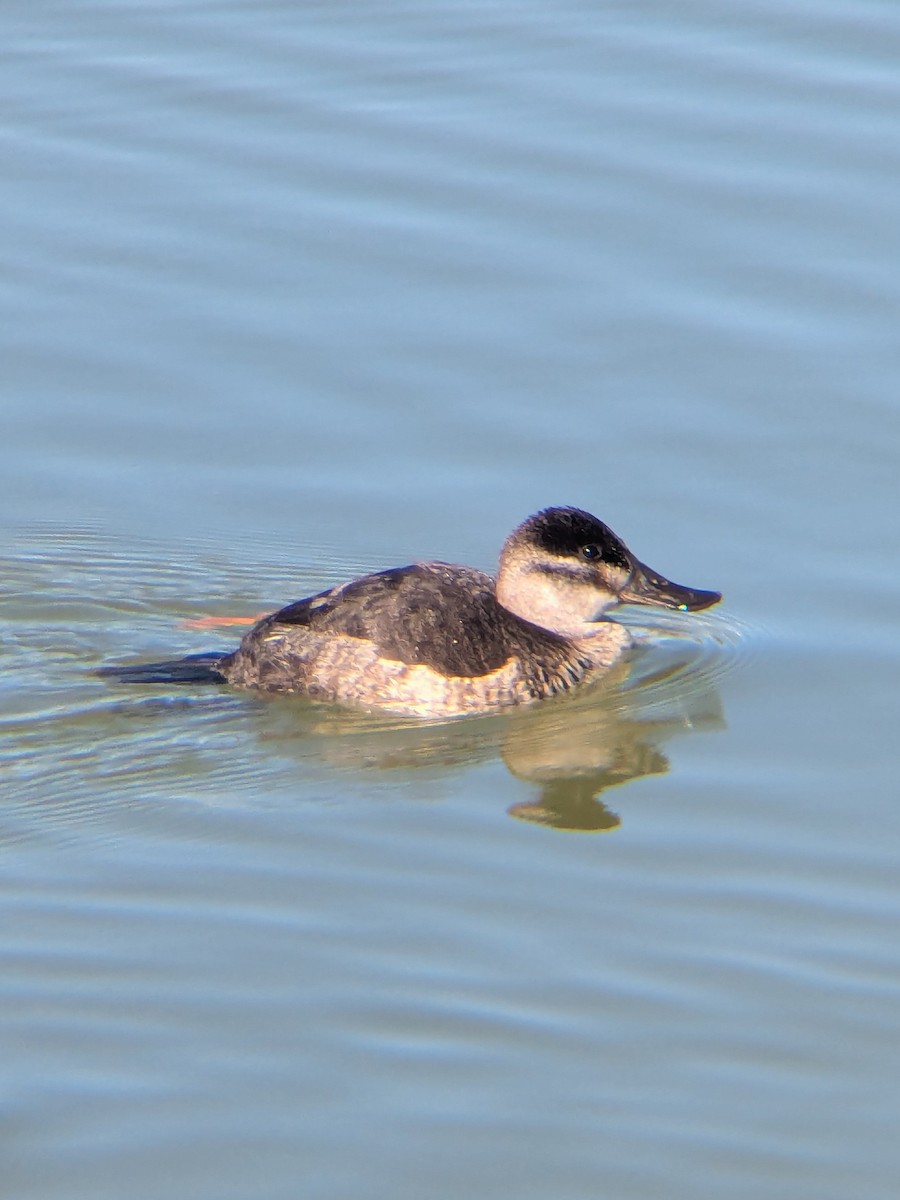 Ruddy Duck - ML647044315