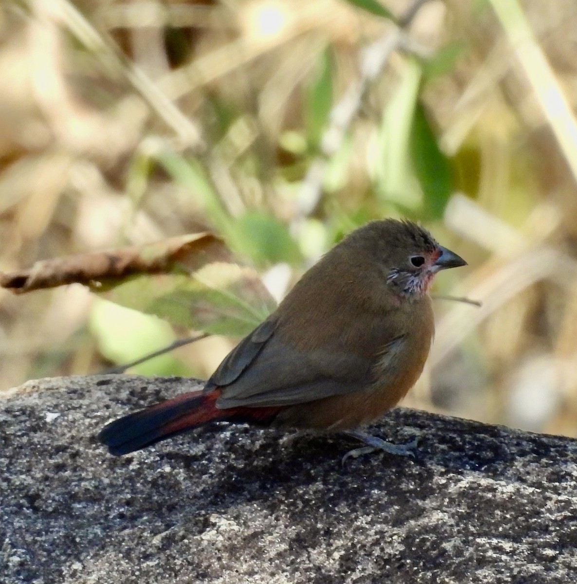コウギョクチョウ - ML647044319