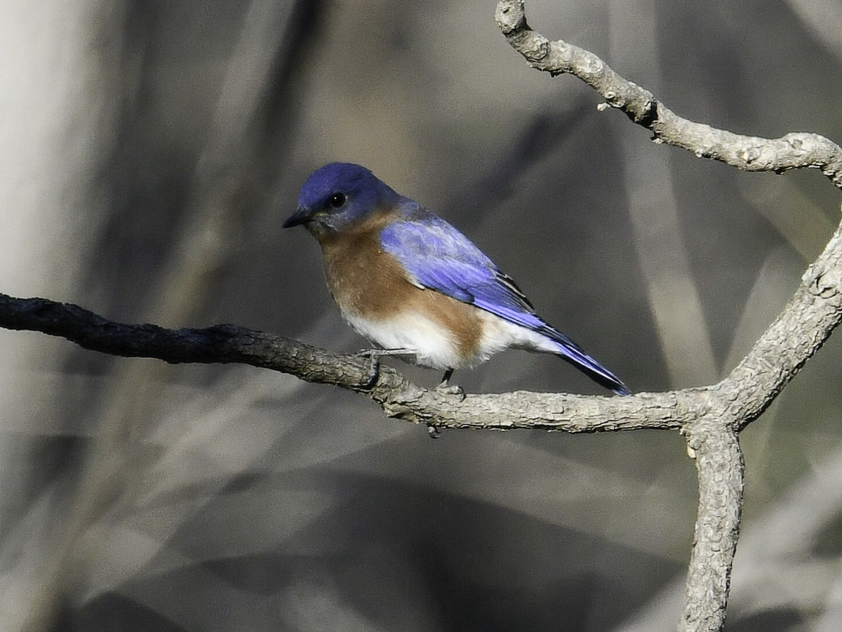 Eastern Bluebird - ML647044322