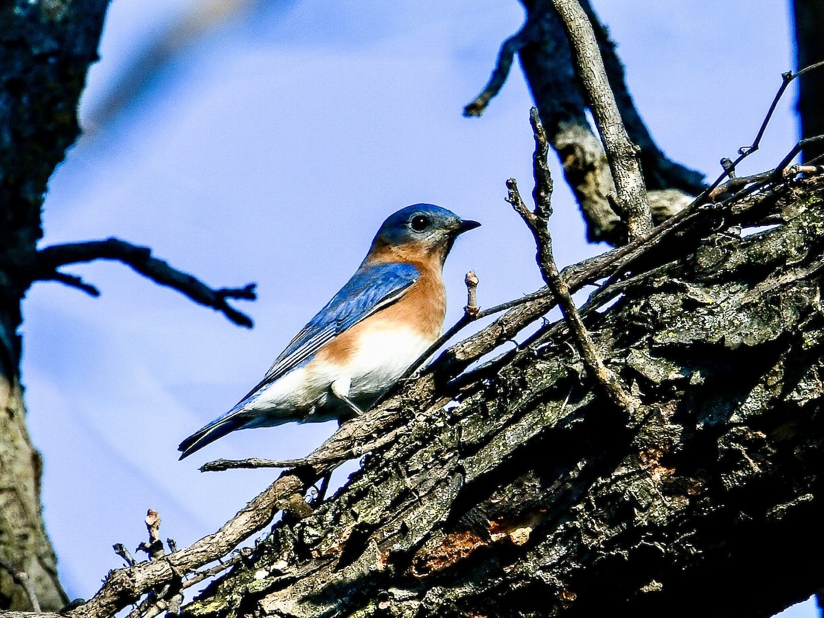 Eastern Bluebird - ML647044323