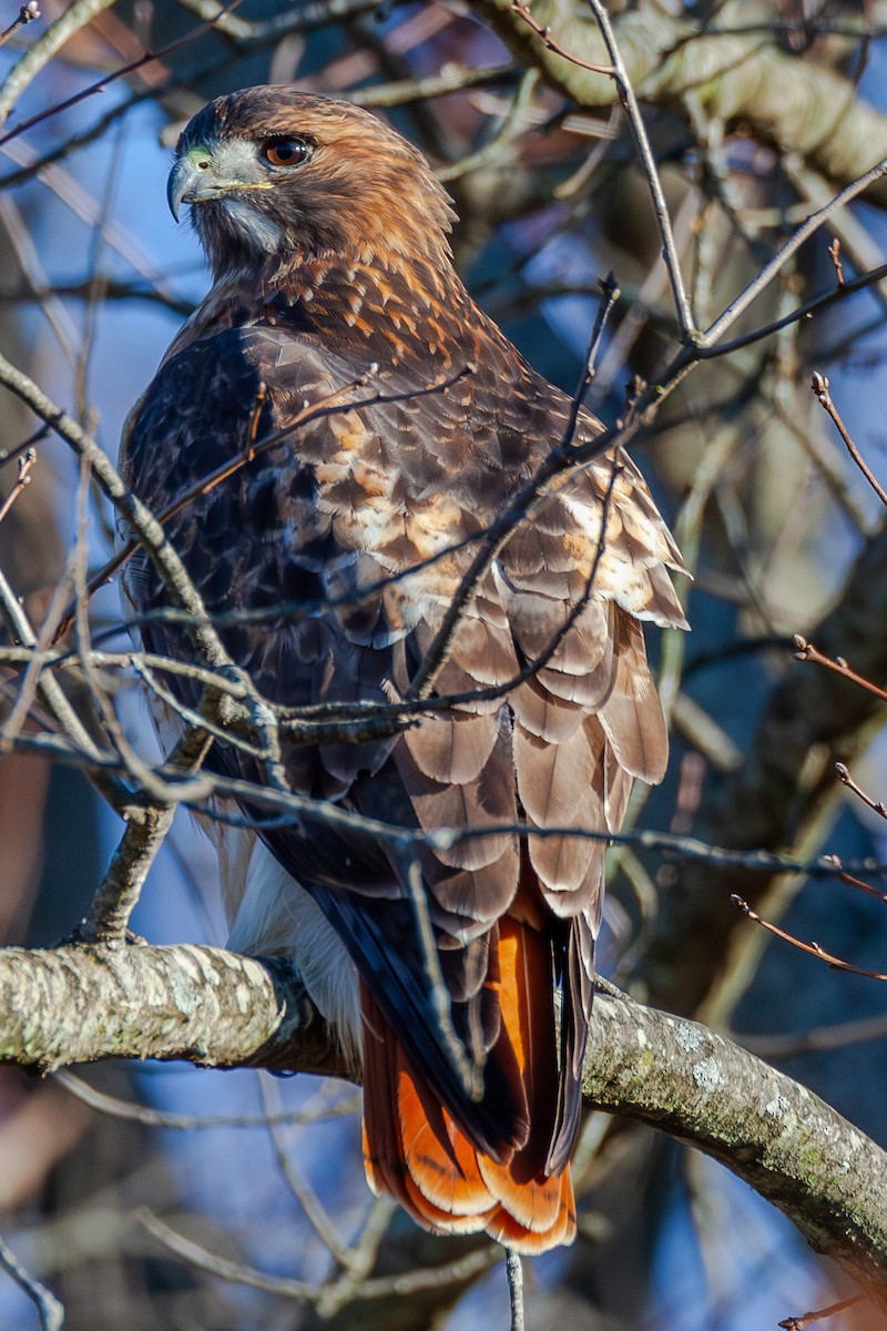 Red-tailed Hawk - ML647044324
