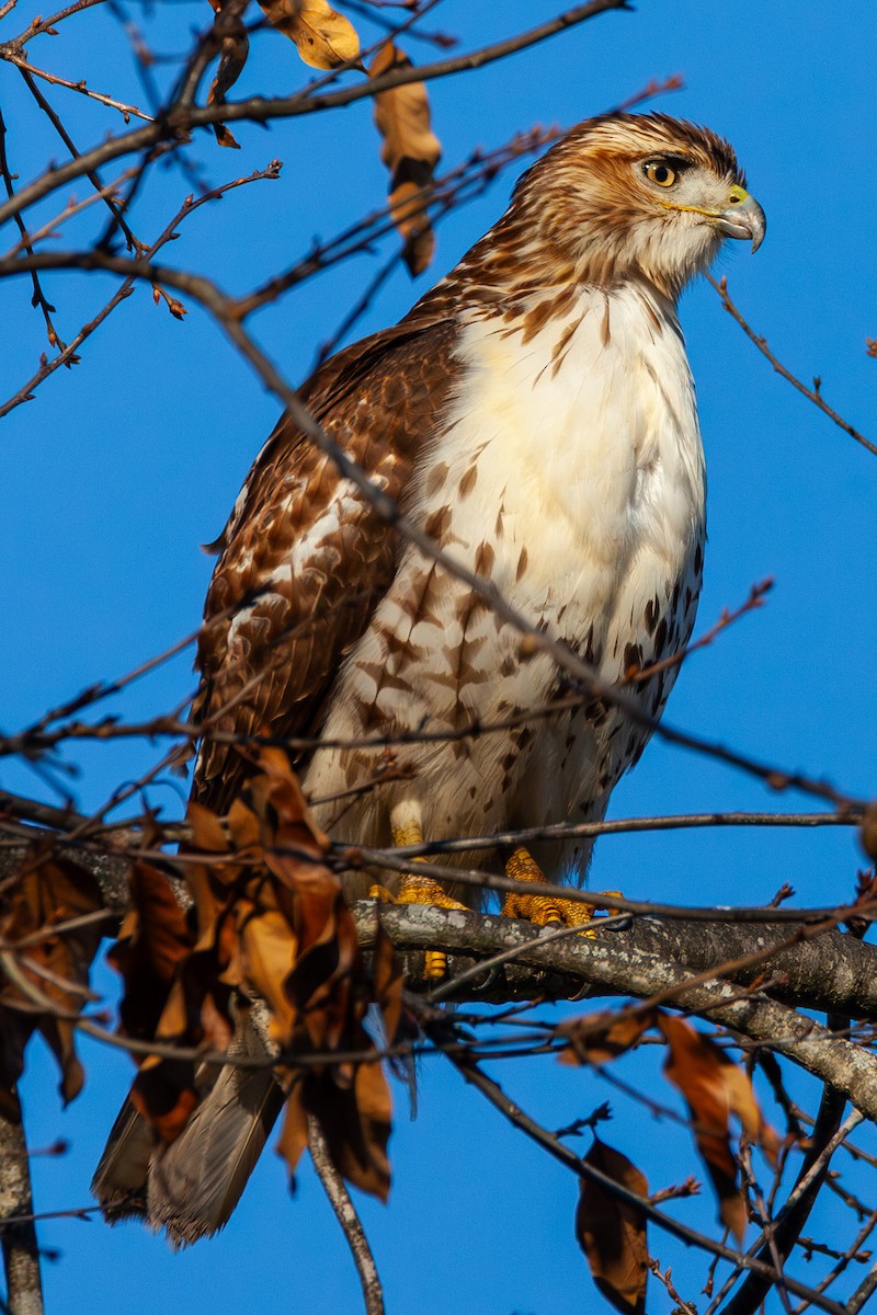 Red-tailed Hawk - ML647044325