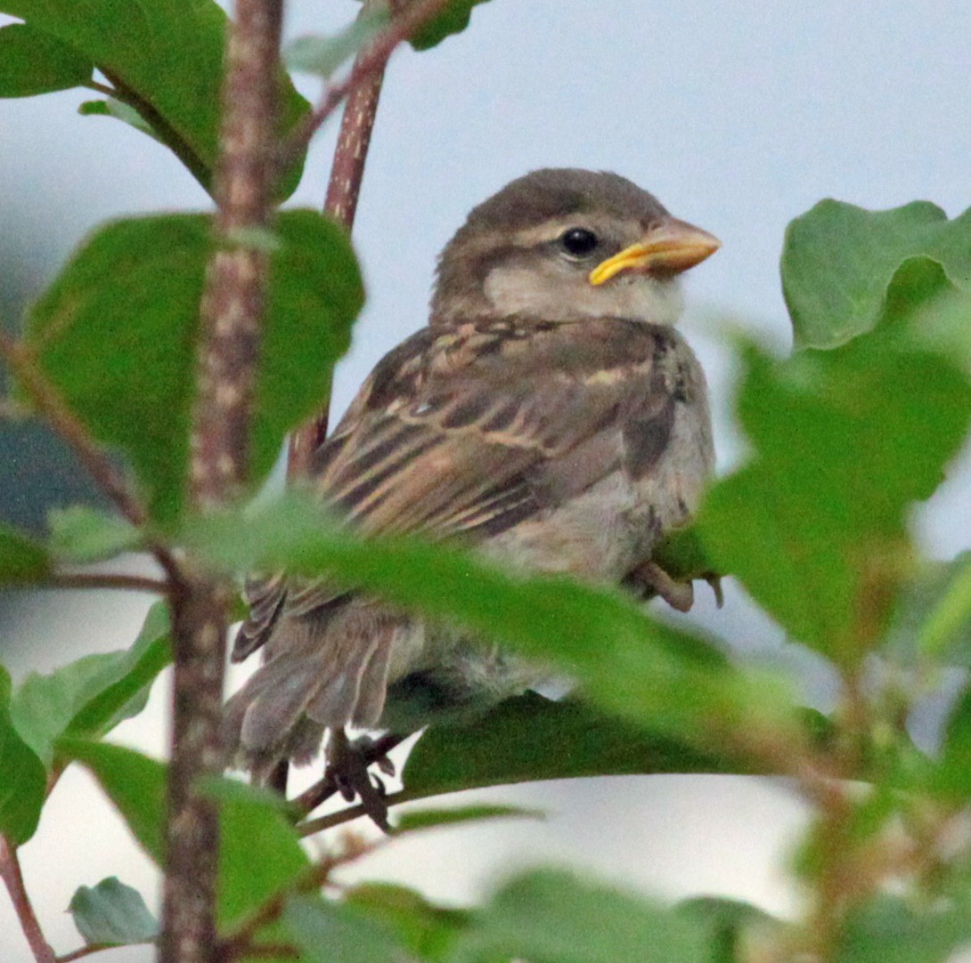 House Sparrow - ML647044326