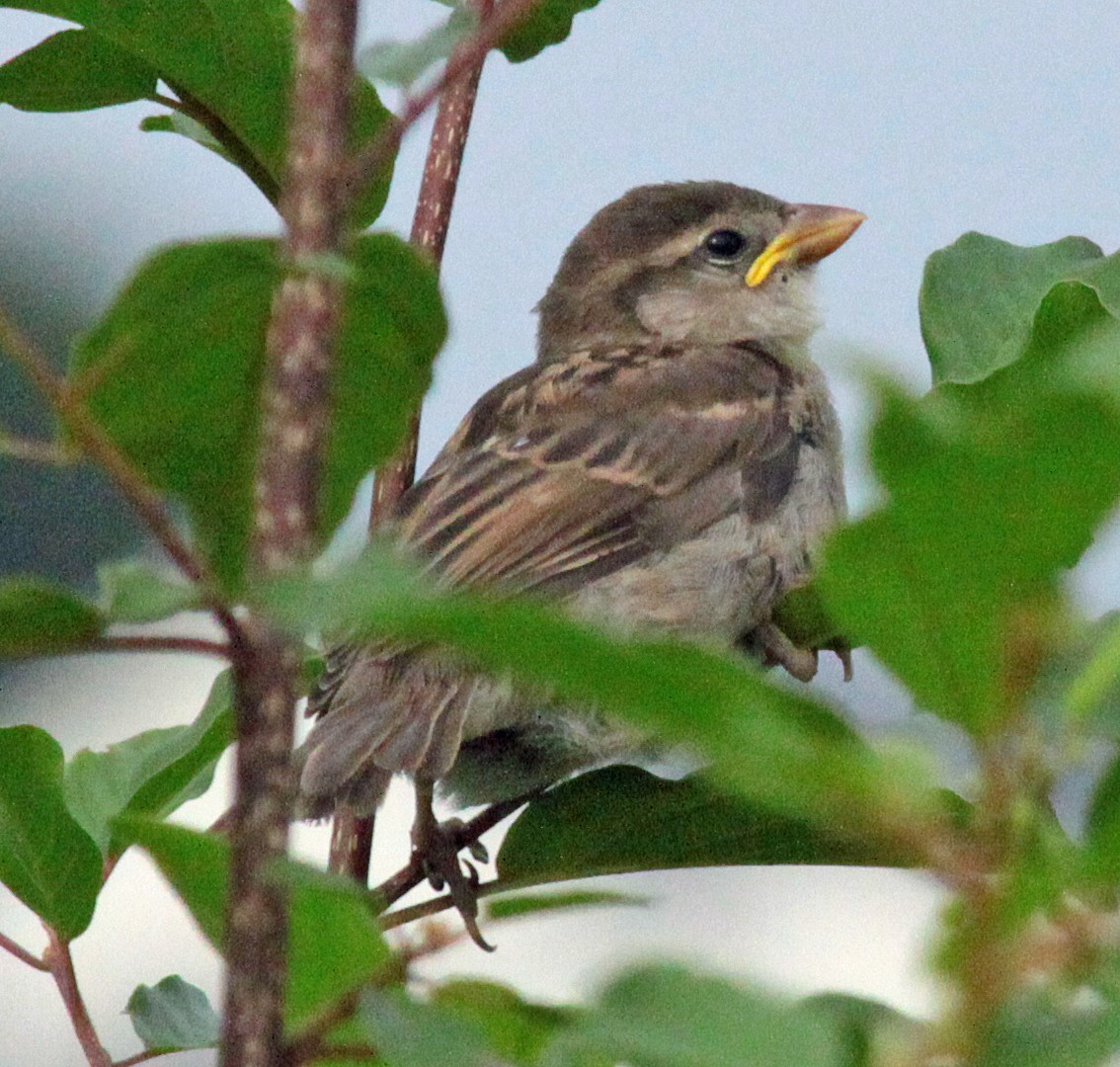 House Sparrow - ML647044327