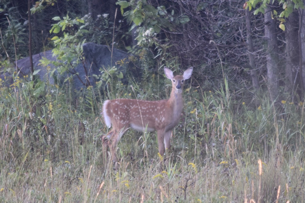 White-tailed Deer - ML647044328