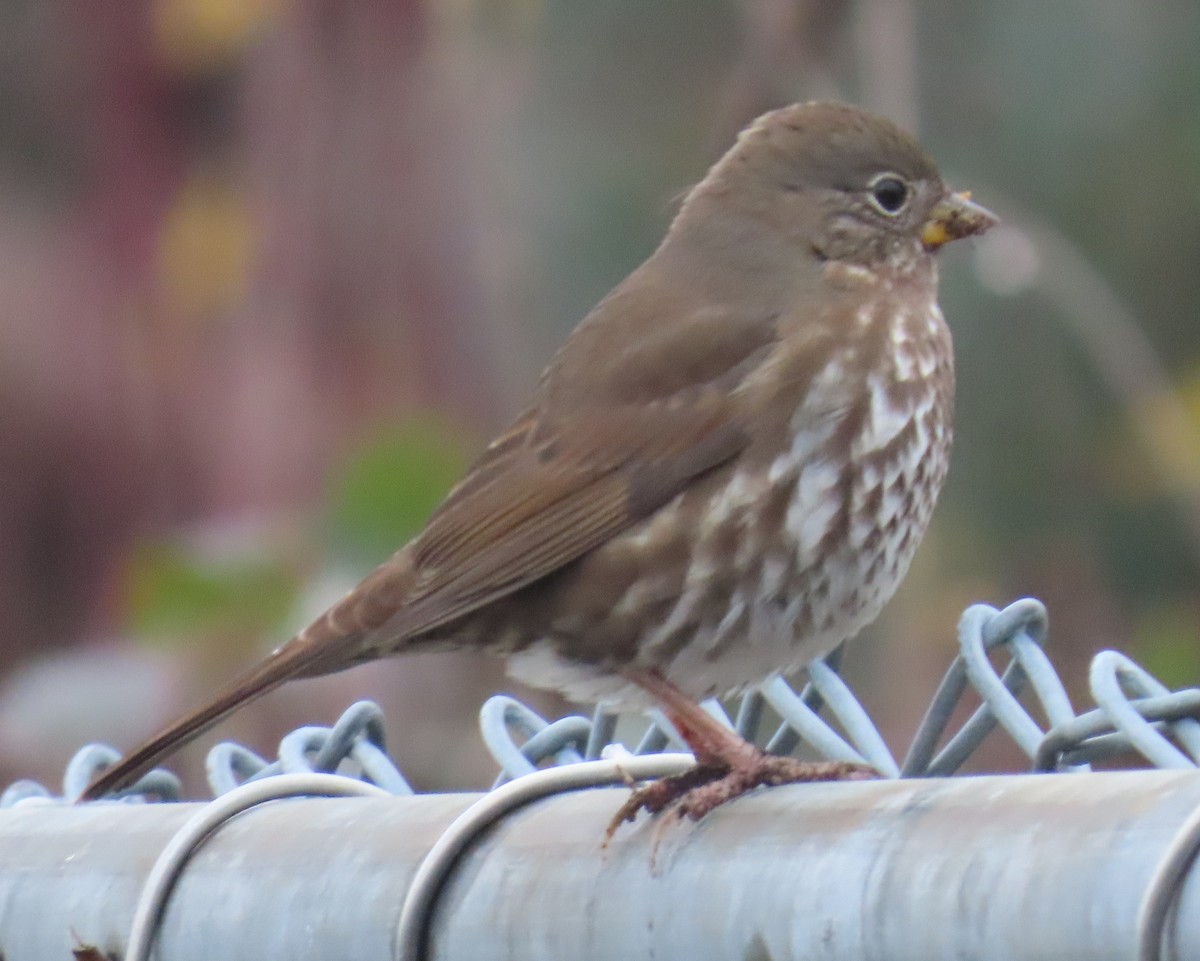 Fox Sparrow - ML647044332