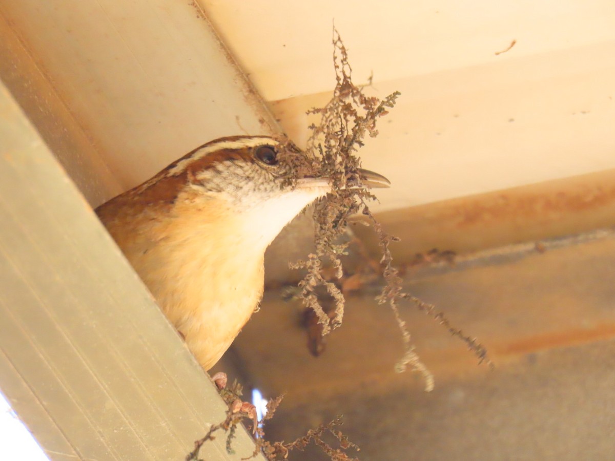 Carolina Wren - ML647044334