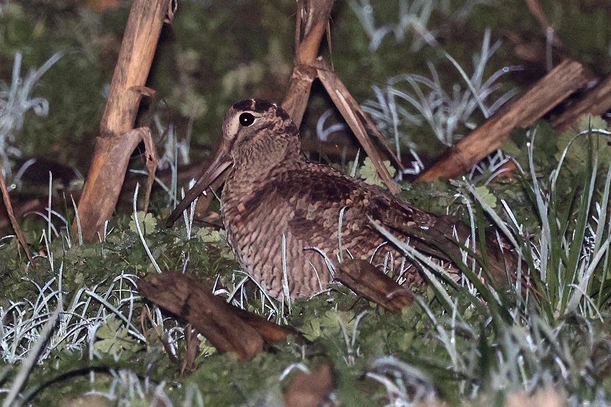 Eurasian Woodcock - ML647044341