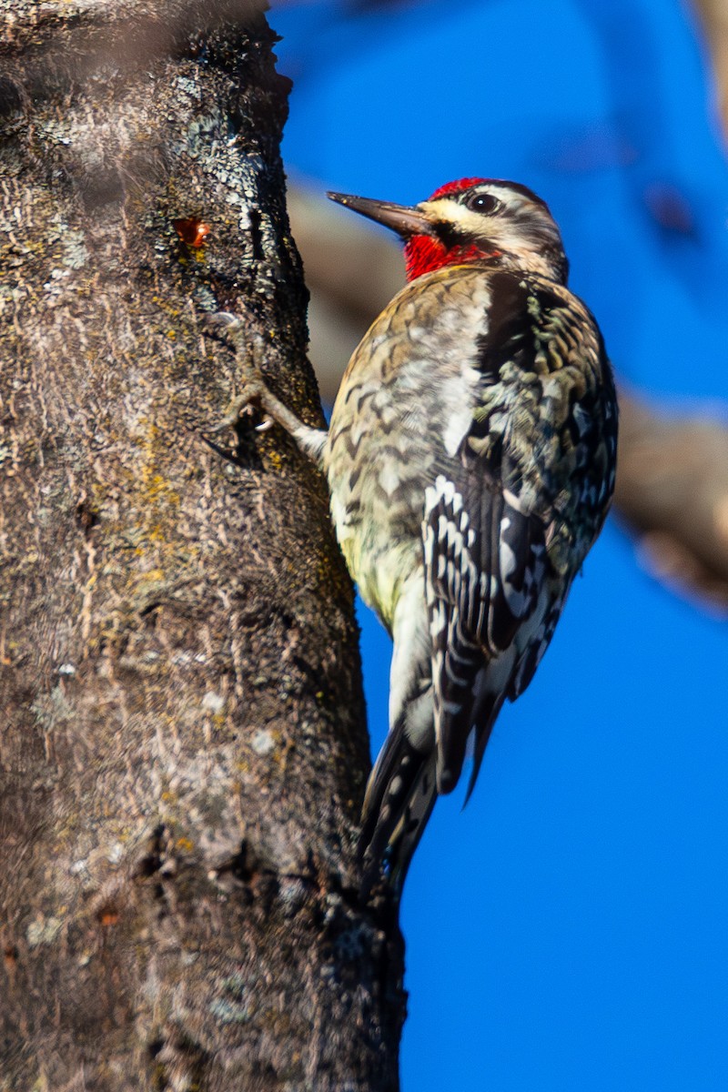 Yellow-bellied Sapsucker - ML647044342
