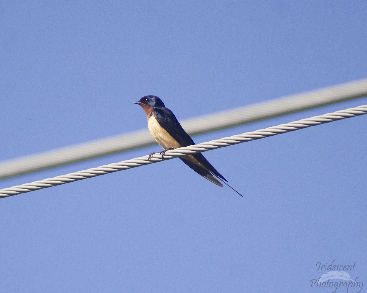 vlaštovka obecná - ML647044343