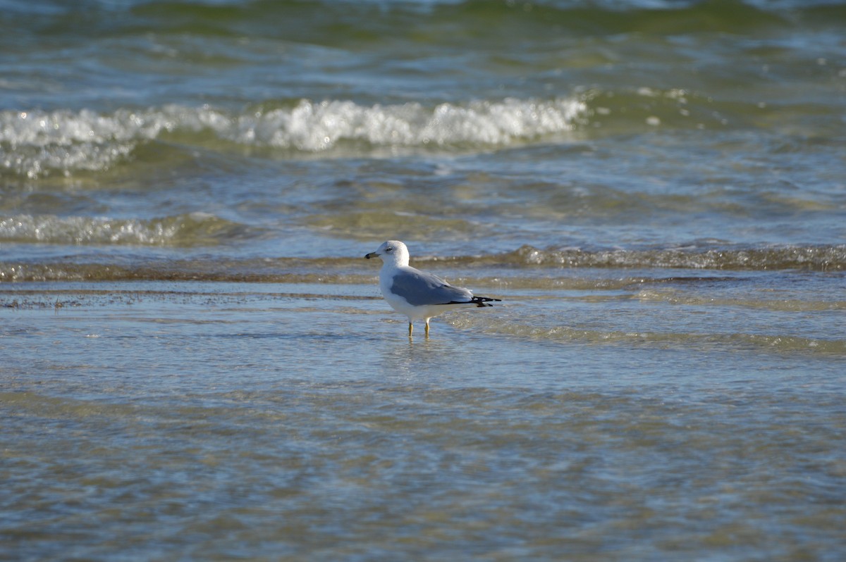 Ring-billed Gull - ML647044344