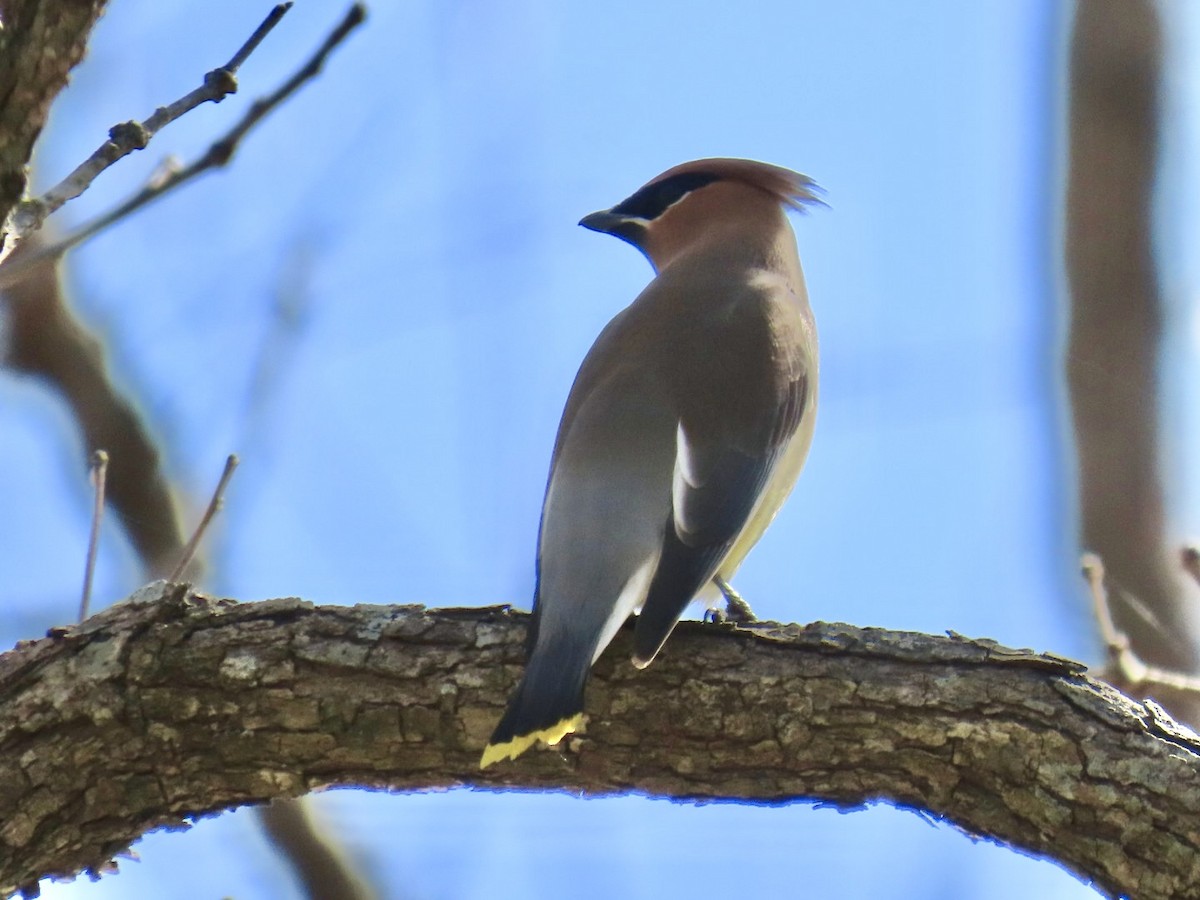 ヒメレンジャク - ML647044348