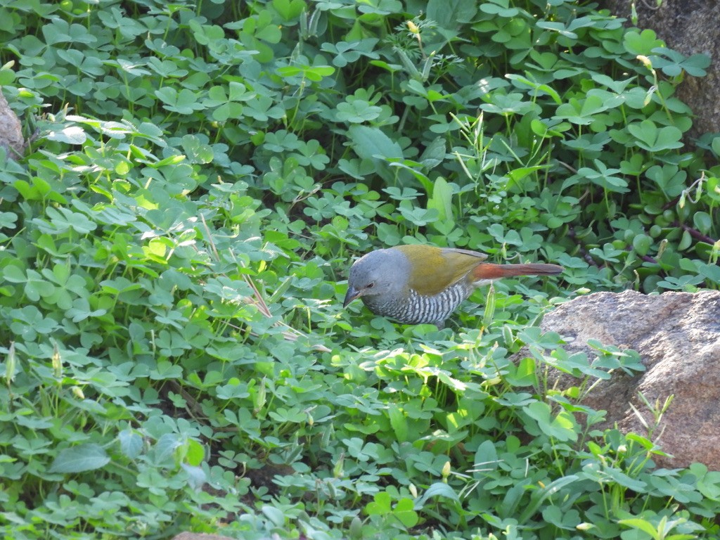 ニシキスズメ - ML647044350