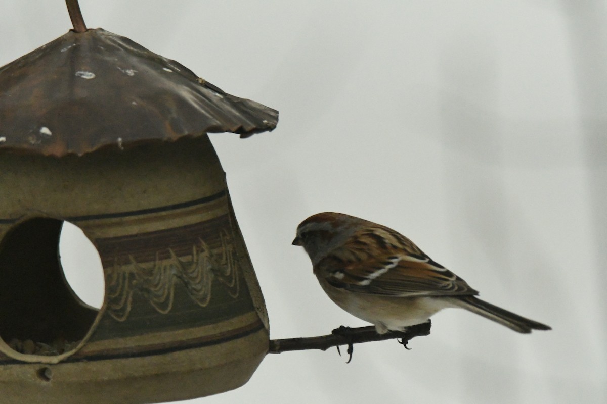 Hudson Körfezi Serçesi - ML647044359