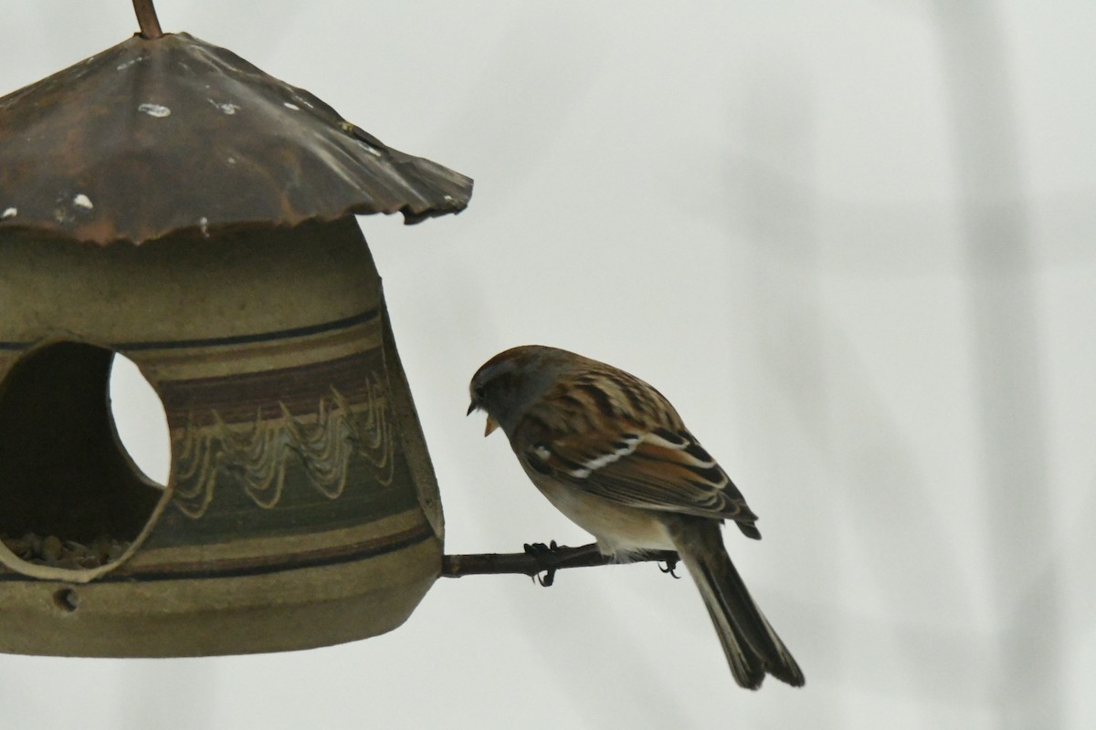 Hudson Körfezi Serçesi - ML647044360