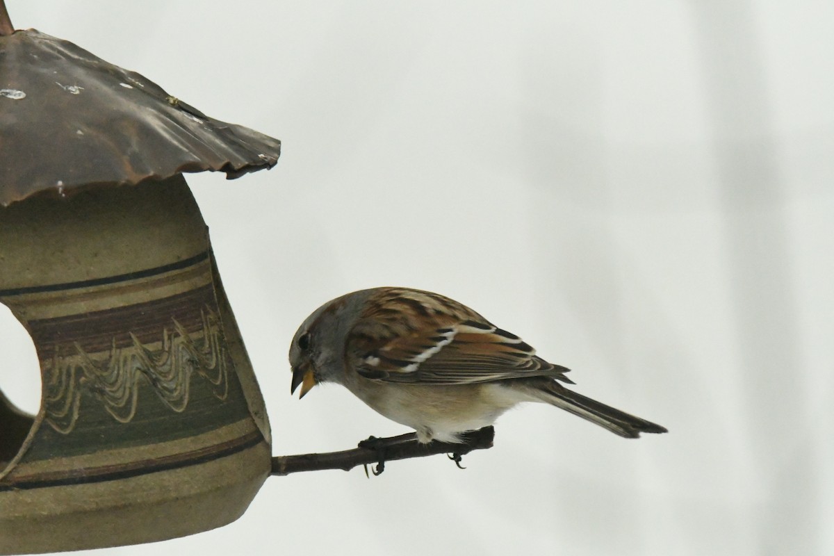 Hudson Körfezi Serçesi - ML647044361