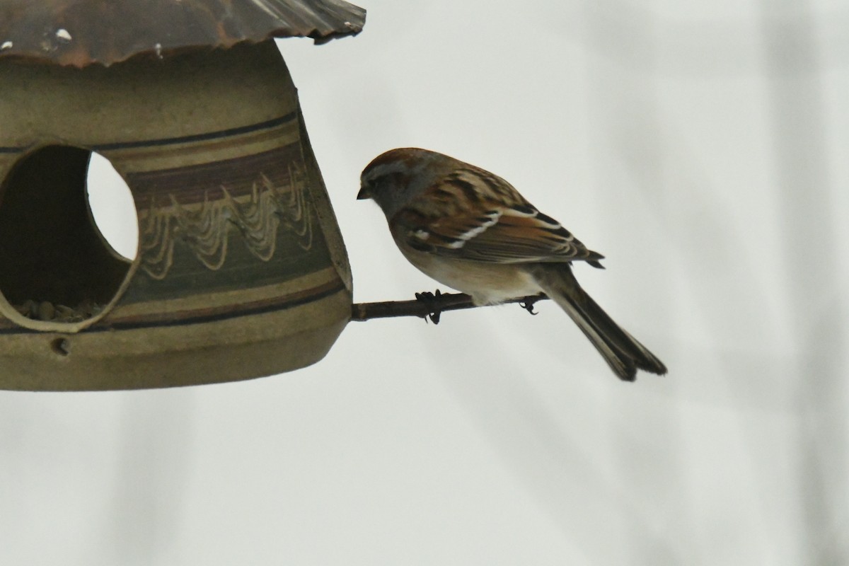 Hudson Körfezi Serçesi - ML647044362