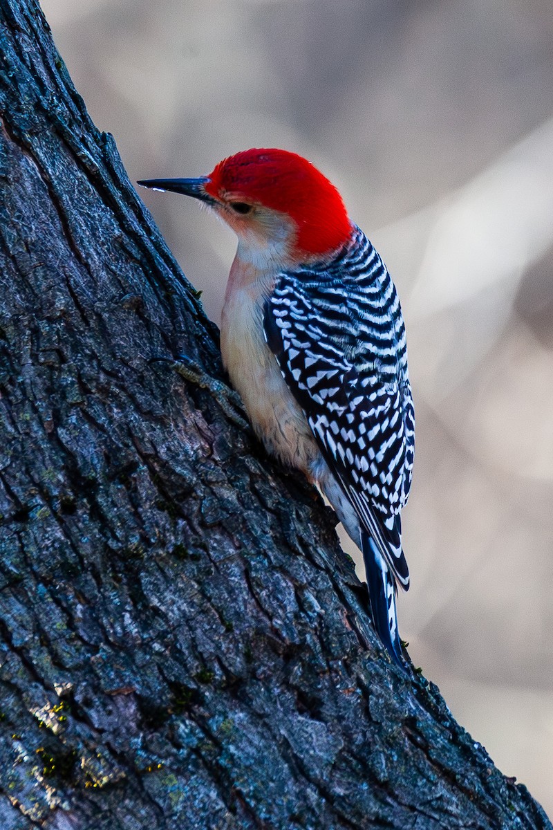 Red-bellied Woodpecker - ML647044363