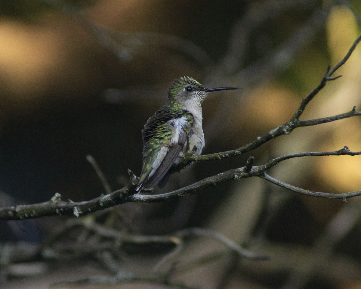 Colibri à gorge rubis - ML647044367