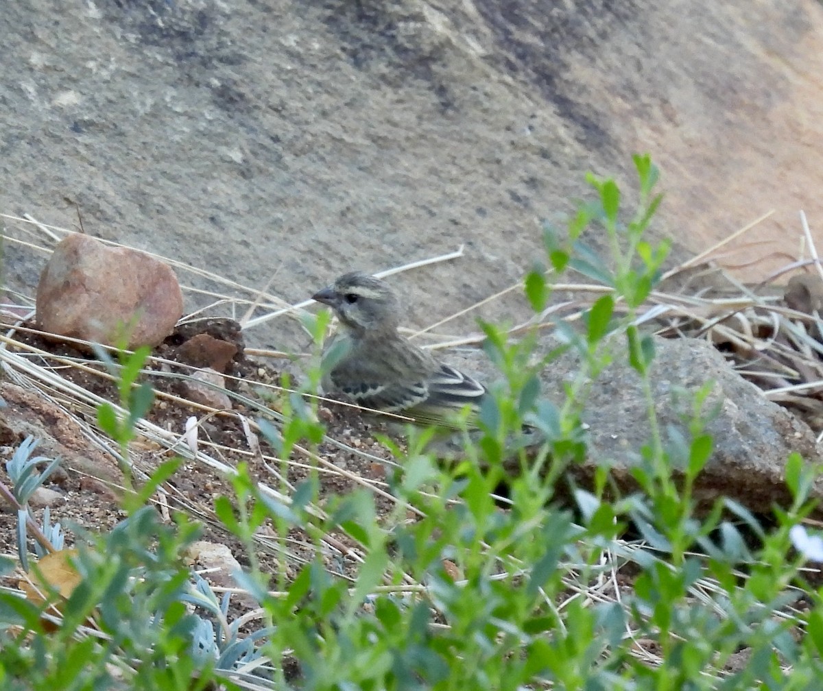 キマユカナリア - ML647044369