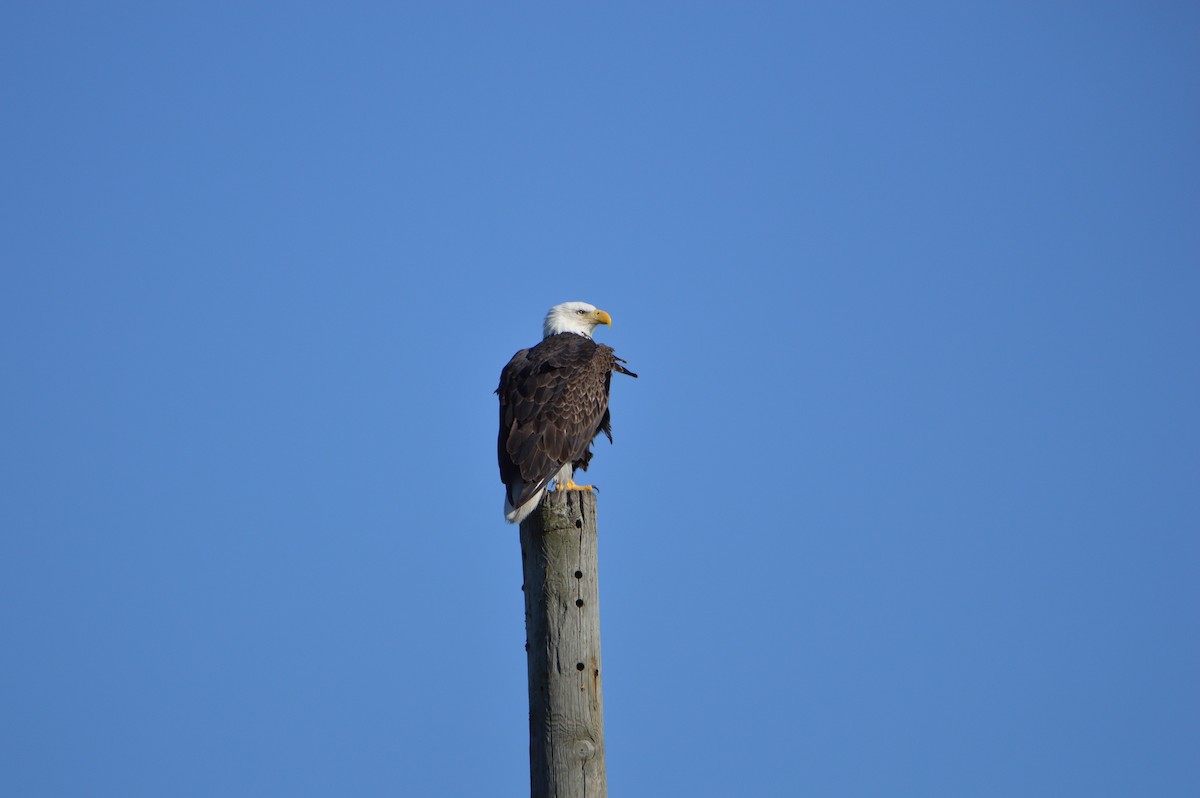 Bald Eagle - ML647044372