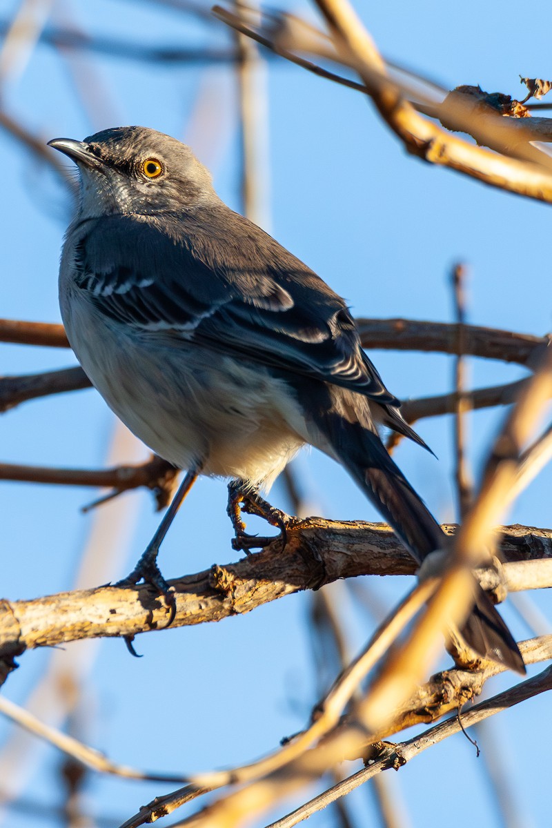 Northern Mockingbird - ML647044373