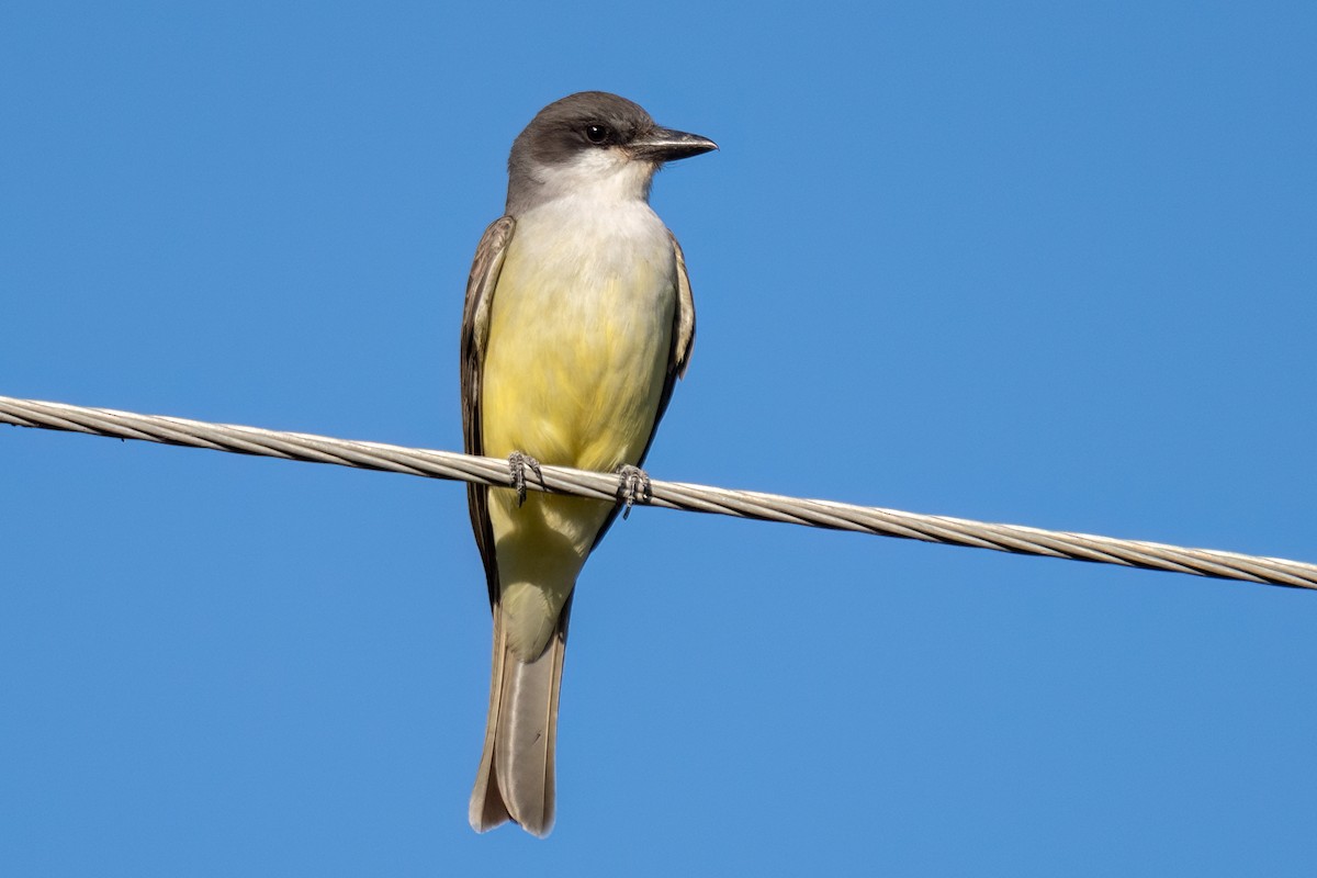 Thick-billed Kingbird - ML647044377