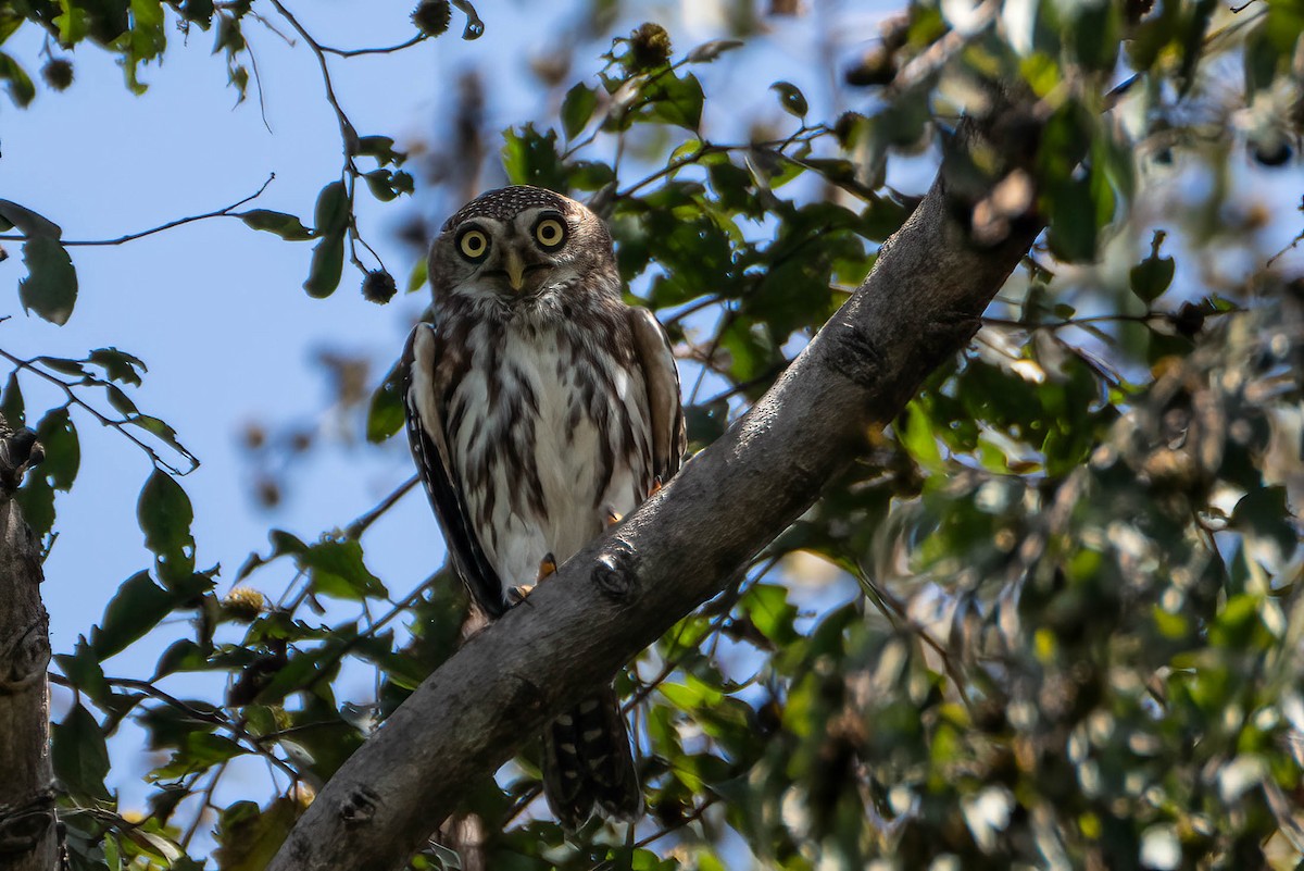 Pearl-spotted Owlet - ML647044380