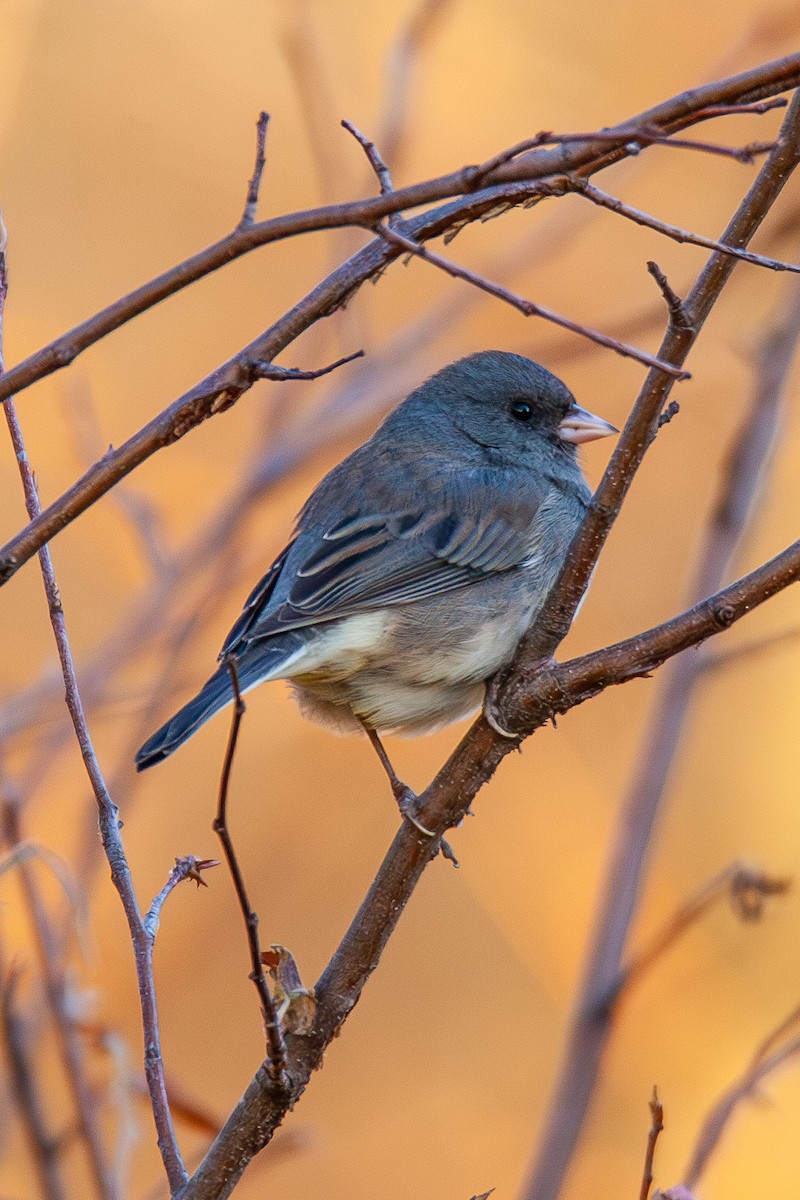 Dark-eyed Junco - ML647044381
