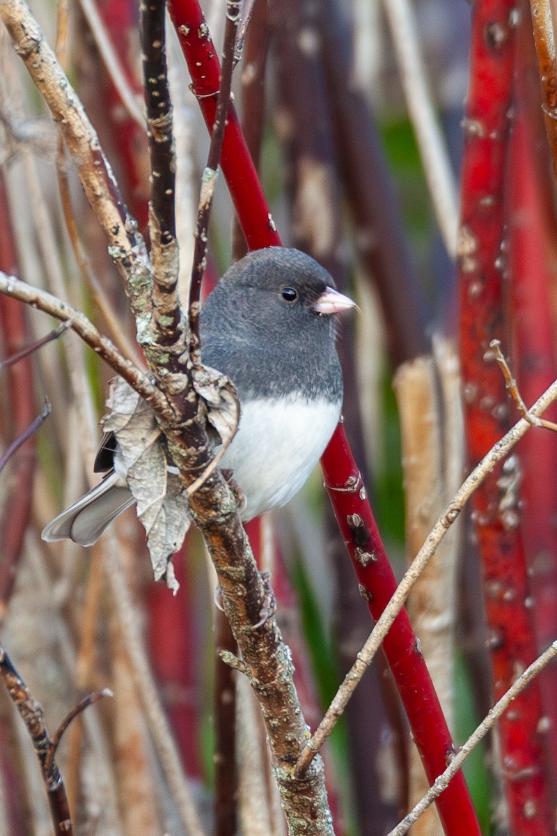 Dark-eyed Junco - ML647044382