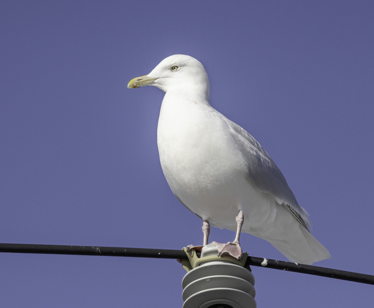 Glaucous Gull - ML647044391
