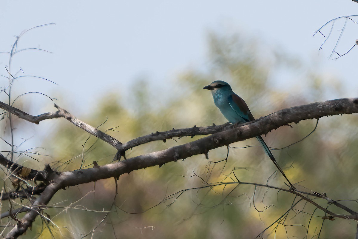 Abyssinian Roller - ML647044392