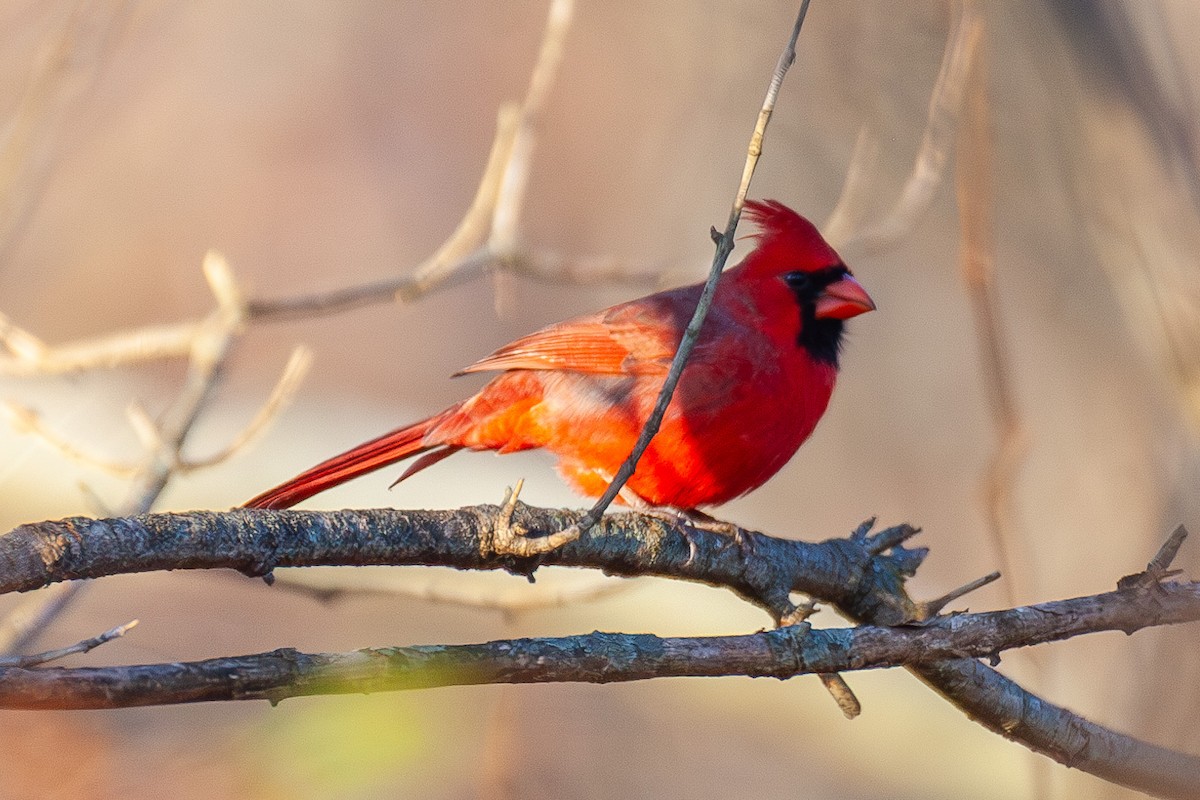 Northern Cardinal - ML647044393
