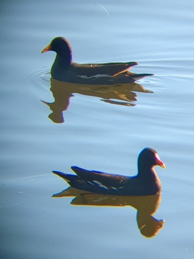 Common Gallinule - ML647044395