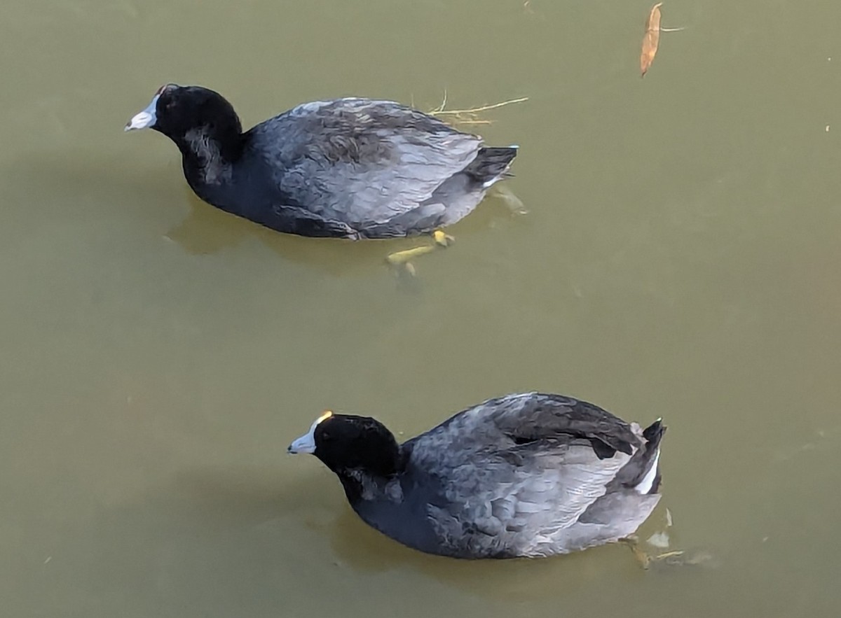 American Coot - ML647044397