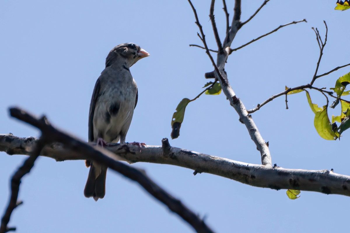 Lesser Honeyguide - ML647044398