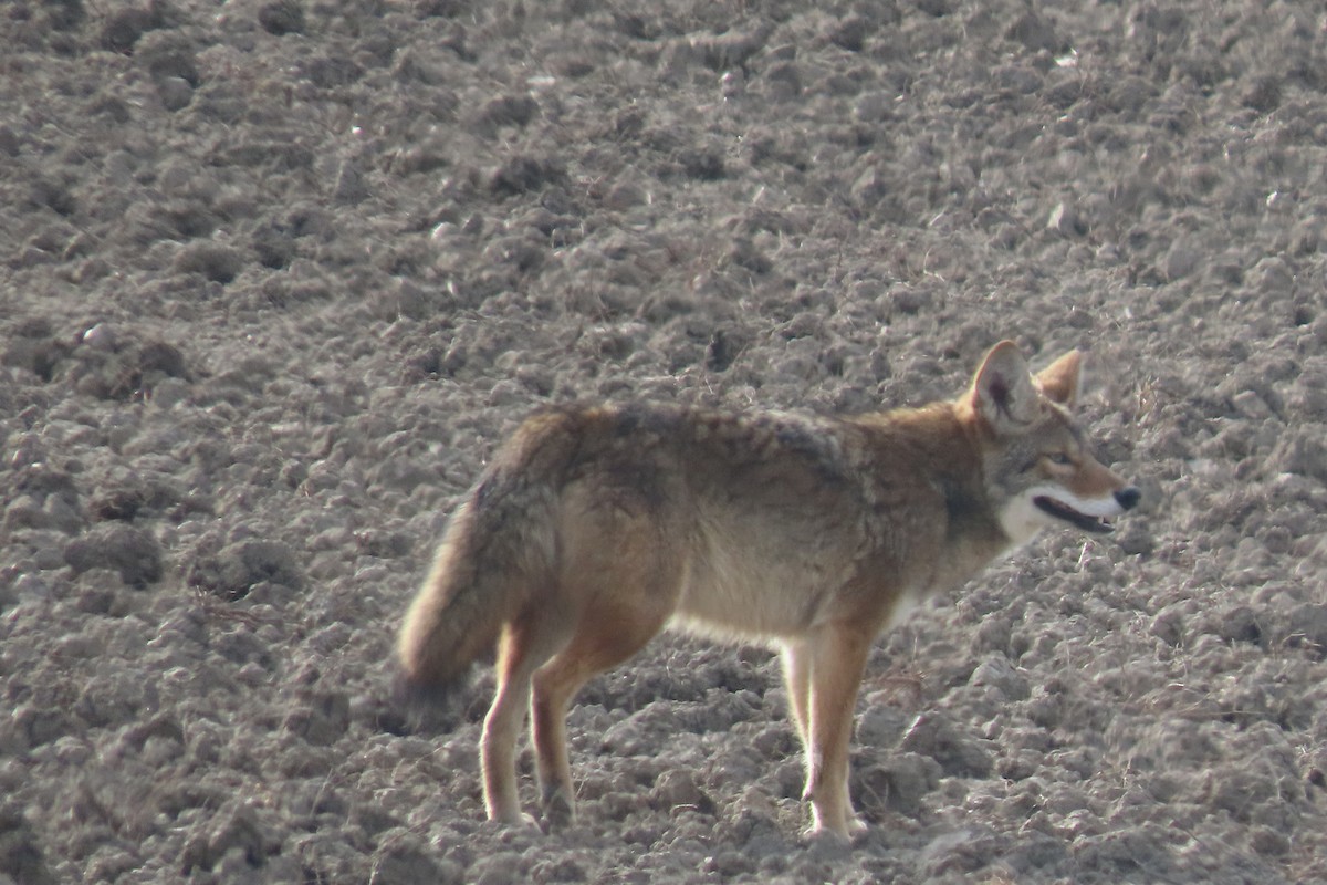 Coyote - ML647044400