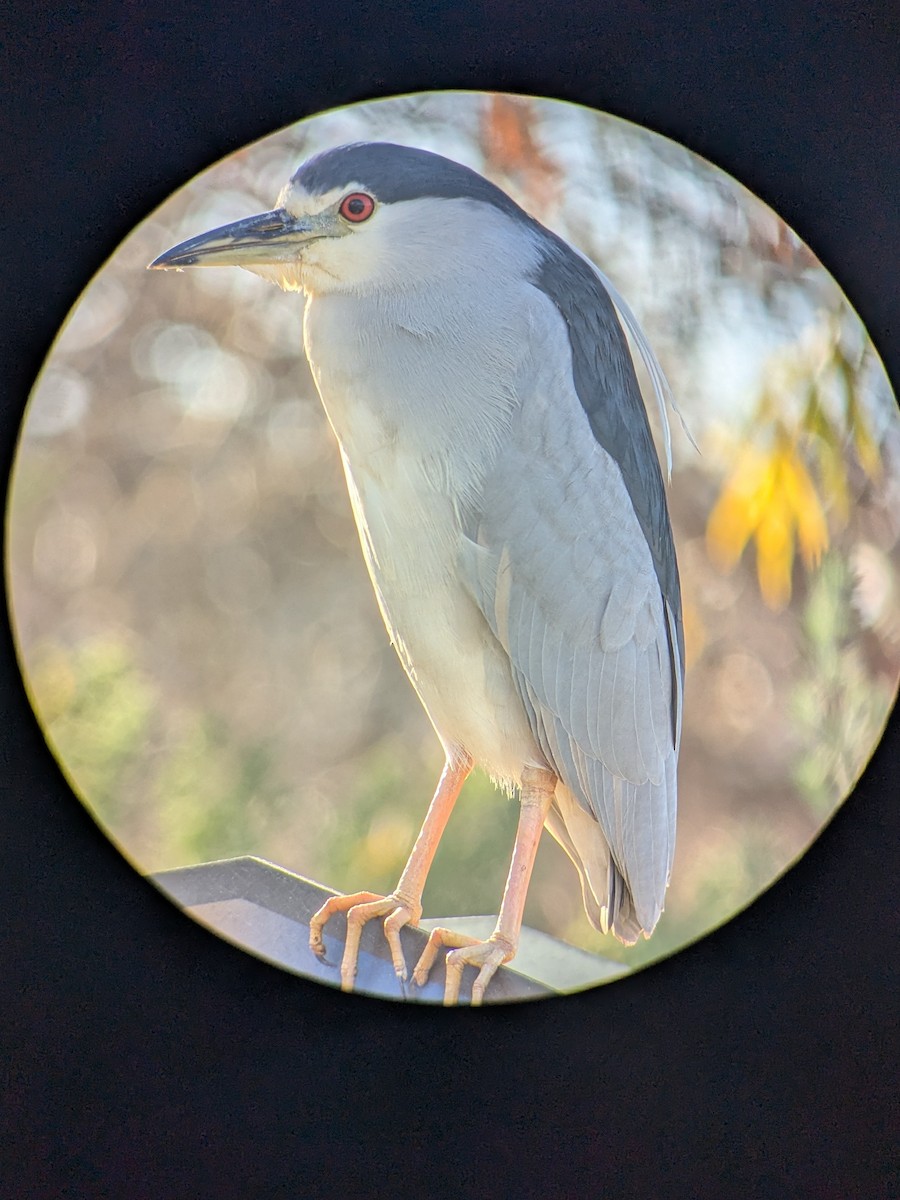 Black-crowned Night Heron - ML647044401