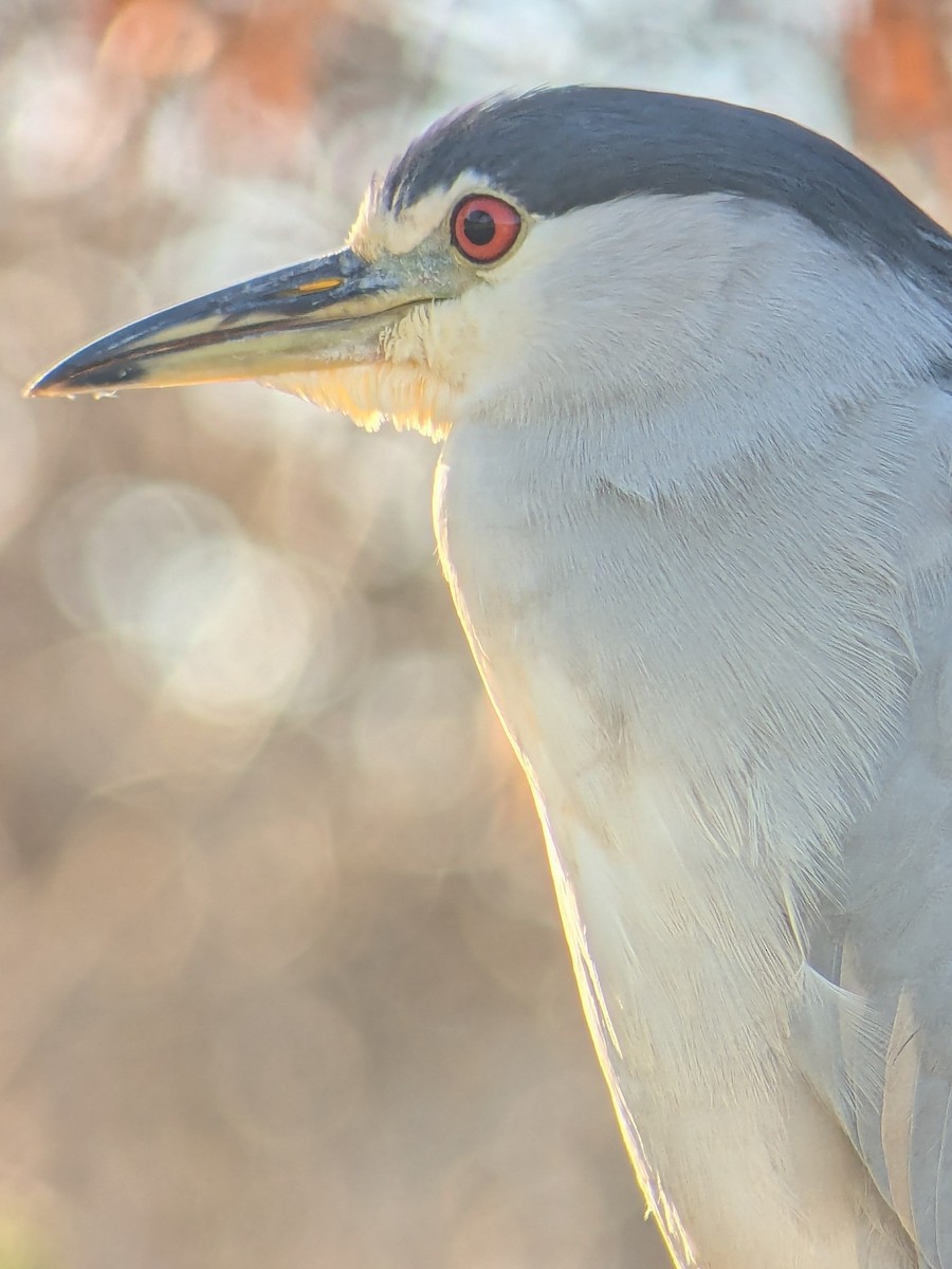 Black-crowned Night Heron - ML647044405