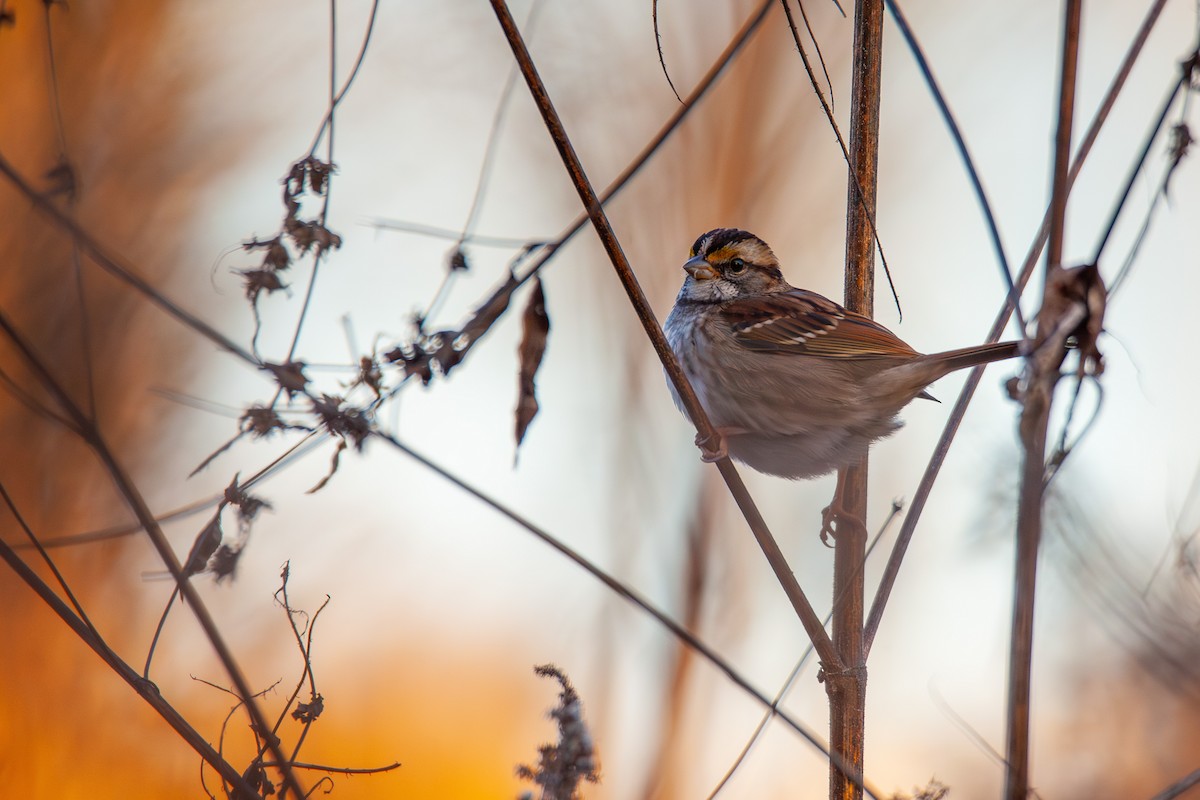 White-throated Sparrow - ML647044407