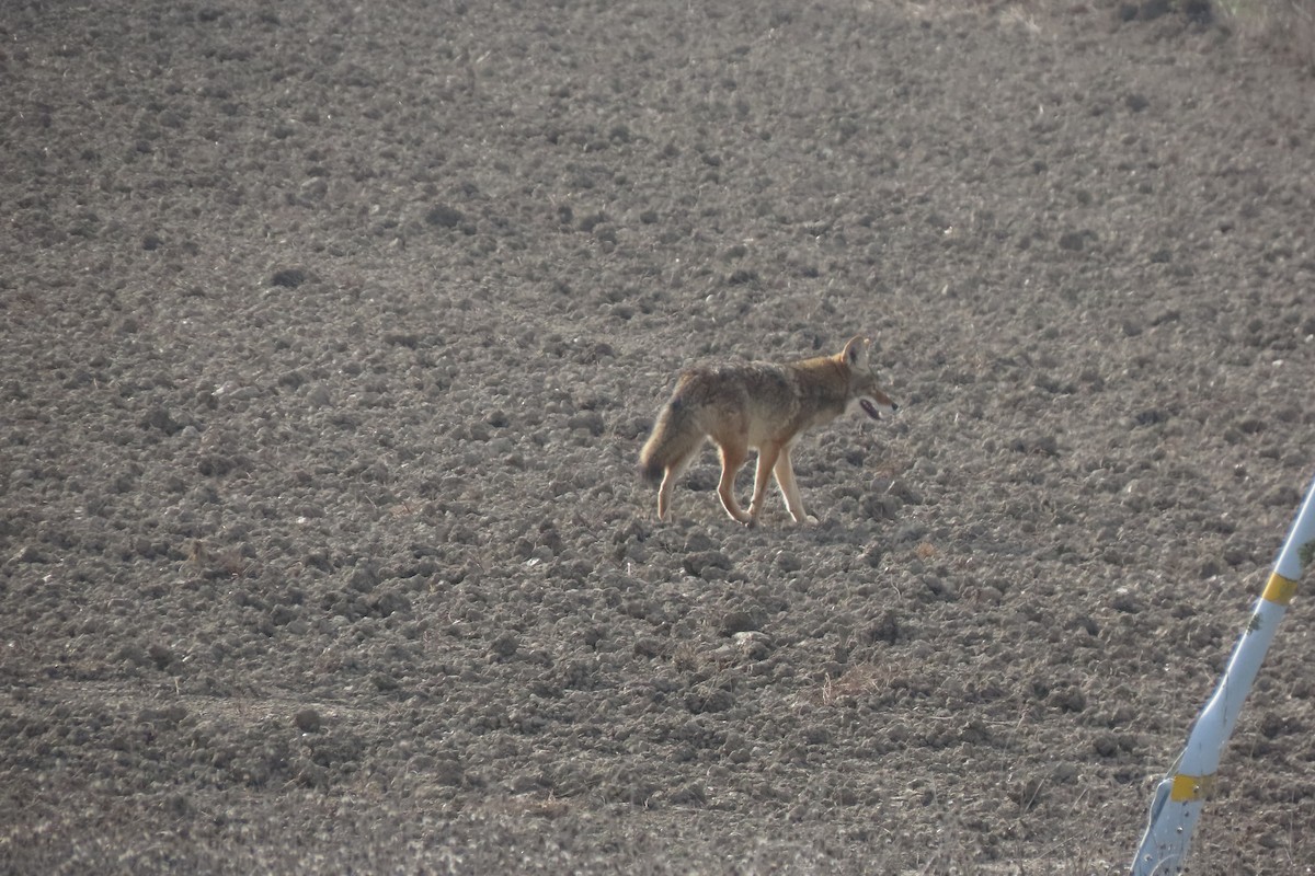 Animals - ML647044411